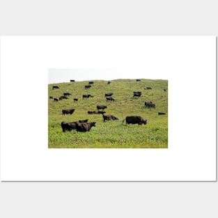 Cattle grazing on a sandy prairie (C026/7746) Posters and Art